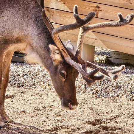 Martta, Yllaes, Lapland Hideaway Near Trails Βίλα Äkäslompolo