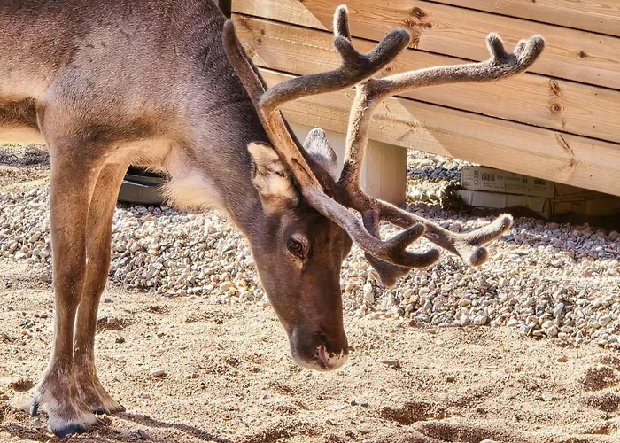 Martta, Yllaes, Lapland Hideaway Near Trails ヴィラ Äkäslompolo